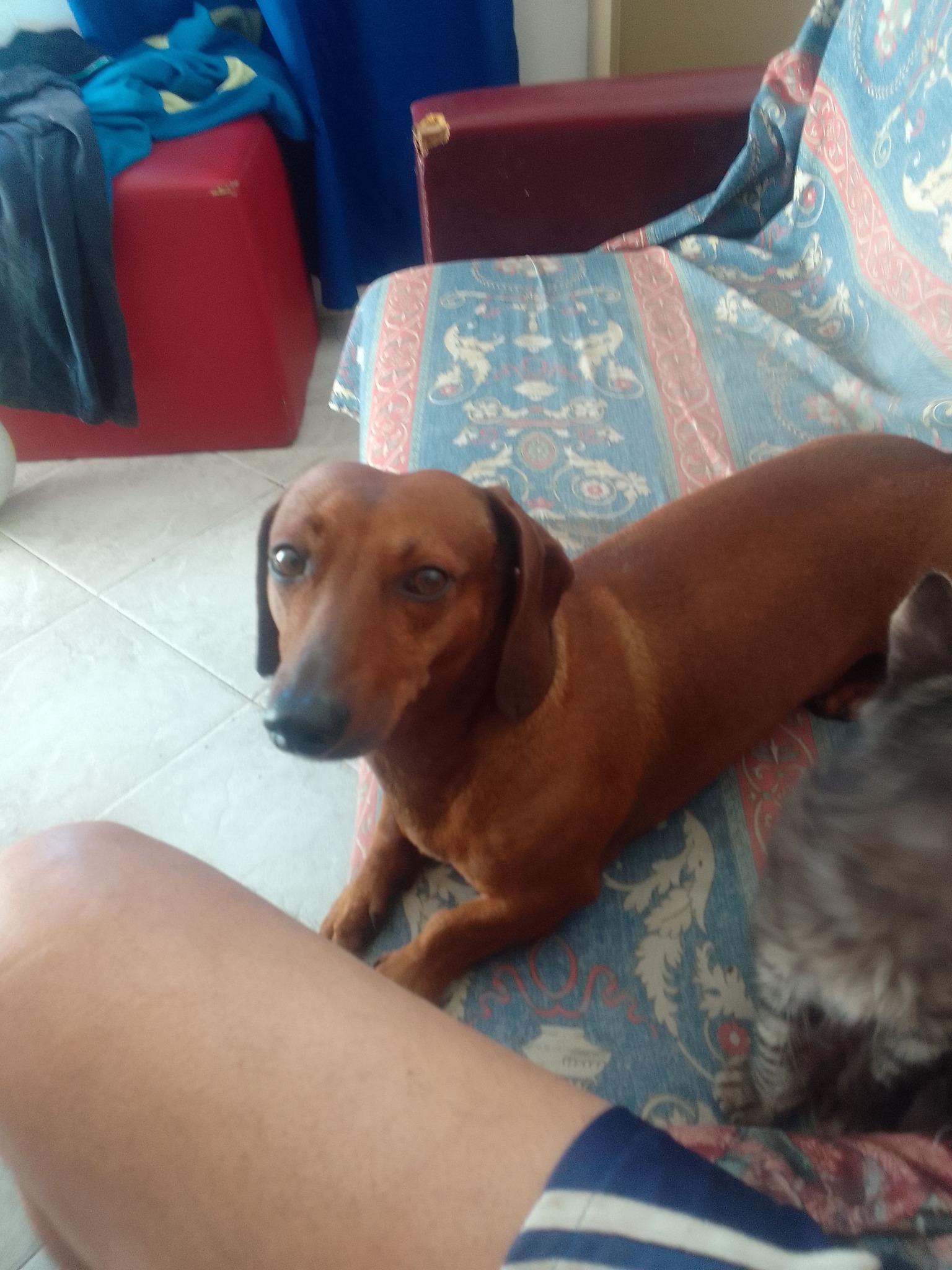 Salchicha feliz